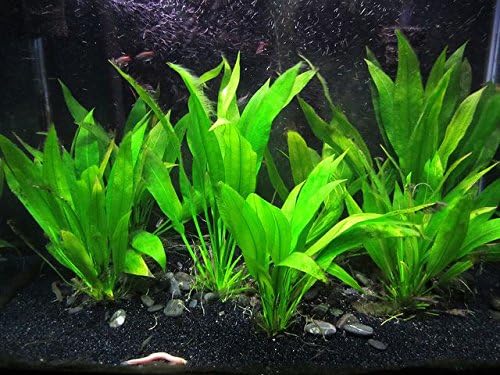 3 Aquatic Plants Bundle | Live Plants for Freshwater Aquariums (3 X Amazon Sword Plants)-PurrikoPets