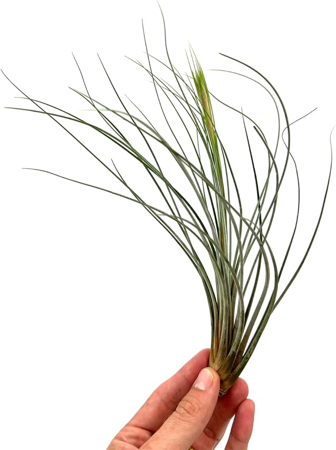 Air Plants - Tillandsia Juncea, Jumbo 8-12" - 1ct - Live Arrival Guaranteed - House Plants for Home Decor & Gift-PurrikoPets