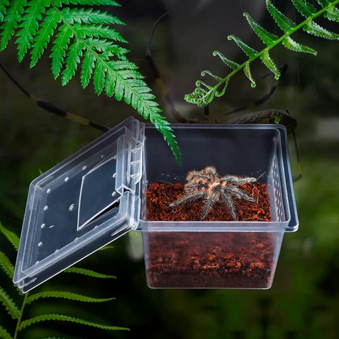 10 Pack Small Size Spider Terrariums Breeding Box Hatching Container Insect Scorpion Centipede Acrylic Breeding Box (with 10 Pcs Micro Water Bowl-PurrikoPets