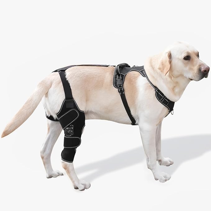 Dog Knee Brace with Adjustable Support – ACL & CCL Tear Recovery, Post-Surgery Stabilization, Mobility Aid for Rear Legs – Includes Secure Chest Harness for Dogs(Right,M)-PurrikoPets