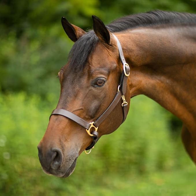 Dura-Tech Premier Lancaster Leather Halter for Horses | Simple Economy Leather Halter with Adjustable Fit & Solid Brass Hardware-PurrikoPets