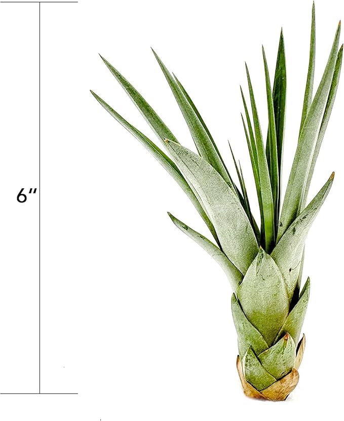 Air Plants - Tillandsia Fasciculata Tricolor, Large 4-6" - 1ct - Live Arrival Guaranteed - House Plants for Home Decor & Gift-PurrikoPets