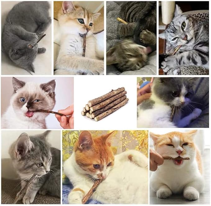 20 PCS Cat Catnip Sticks Natural Matatabi Silvervine Sticks - Cleaning Teeth Molar Tools Kitten Chew Toy Natural Catnip Cats Toy-PurrikoPets