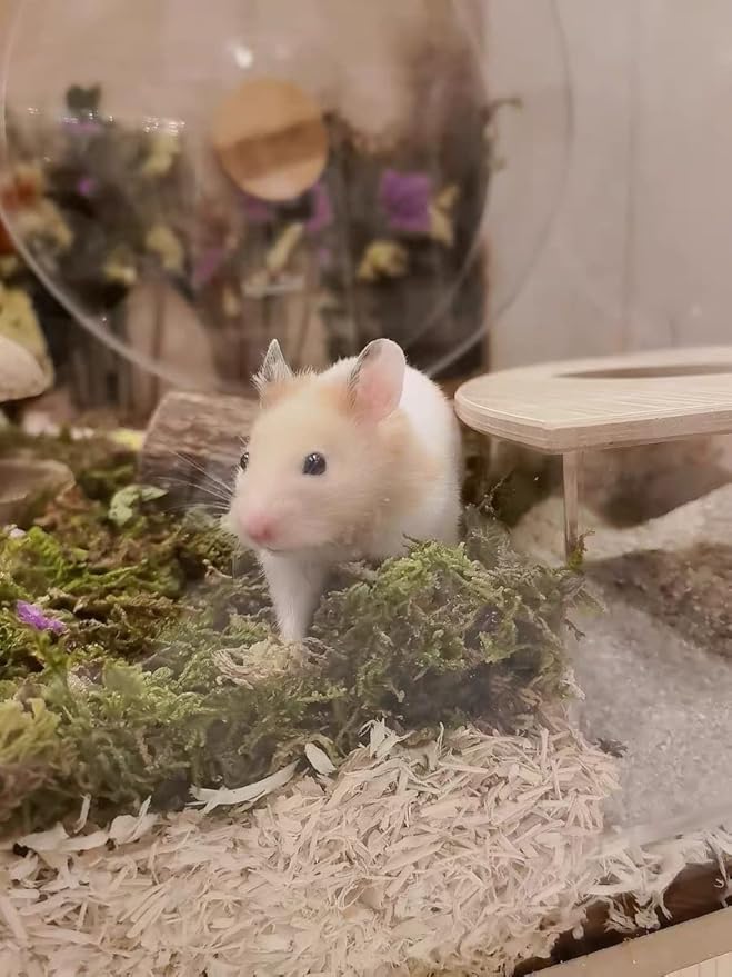 5L Forest Moss for Hamster Syrian Gerbils Bedding, Natural Moss Perfect for Potted Plants, Terrariums, Reptile Tanks and Live Creature Projects-PurrikoPets