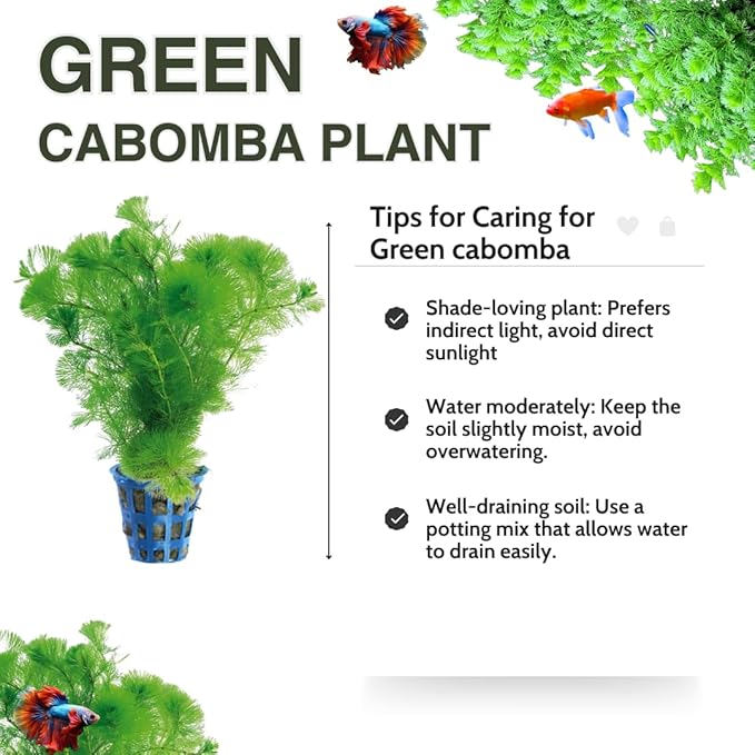 21 Stems Cabomba Live Plants Aquarium, Green Cabomba Live Aquarium Plants, Cabomba Plants Live, 4 to 6 Inches Tall-PurrikoPets