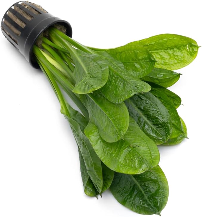 Echinodorus Parviflorus Rosette Sword Live Plant for Freshwater Aquariums, Natural Fish Tank Decorations, and Aquatic Decor (1 Pot (2-3 Plants))-PurrikoPets