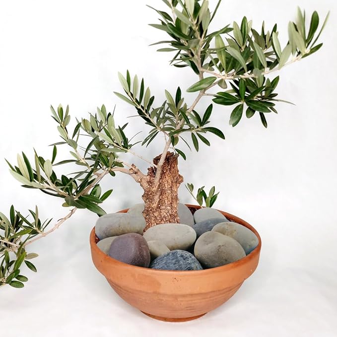 20lbs Natural River Rocks, 3"-4" Premium Pebbles for Garden and Landscape Design, Hand-Picked Smooth Stones for Fish Tank, Flower Pots, Indoor Water Fountains, Pathways, Backyard-PurrikoPets