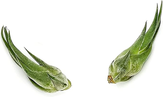 Air Plants - Tillandsia Seleriana, Large 4-6" - 2ct - Live Arrival Guaranteed - House Plants for Home Decor & Gift-PurrikoPets