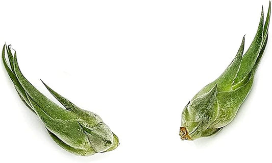 Air Plants - Tillandsia Seleriana, Large 4-6" - 2ct - Live Arrival Guaranteed - House Plants for Home Decor & Gift-PurrikoPets