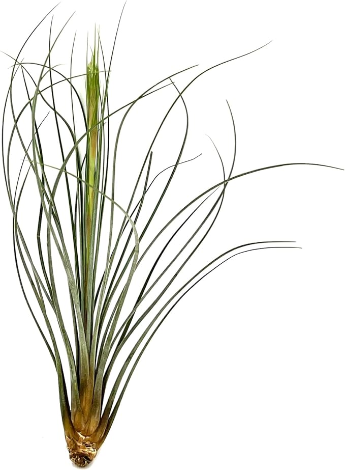 Air Plants - Tillandsia Juncea, Jumbo 8-12" - 3ct - Live Arrival Guaranteed - House Plants for Home Decor & Gift-PurrikoPets