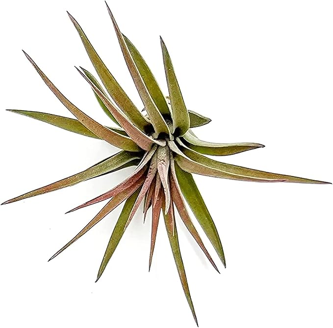 Air Plants - Tillandsia Brachycaulos Abdita, Large 4-6" - 2 ct - Live Arrival Guaranteed - House Plants for Home Decor & Gift-PurrikoPets