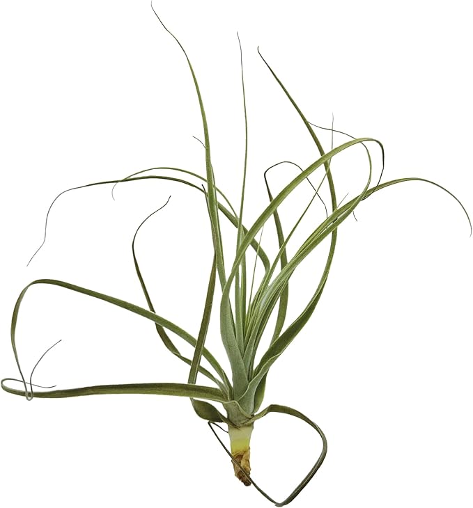 Air Plants - Tillandsia Straminea Jumbo 6-9" - 5ct - Live Arrival Guaranteed - House Plants for Home Decor & Gift-PurrikoPets