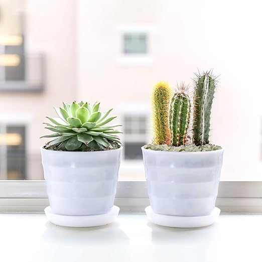 2.5LB Succulent and Cactus Pebbles, 1/5 Inch Jade Pebbles for Indoor Plants, Decorative Gravel for Vases, Bamboo, Succulent, Terrarium, Crafts, Cactus-PurrikoPets