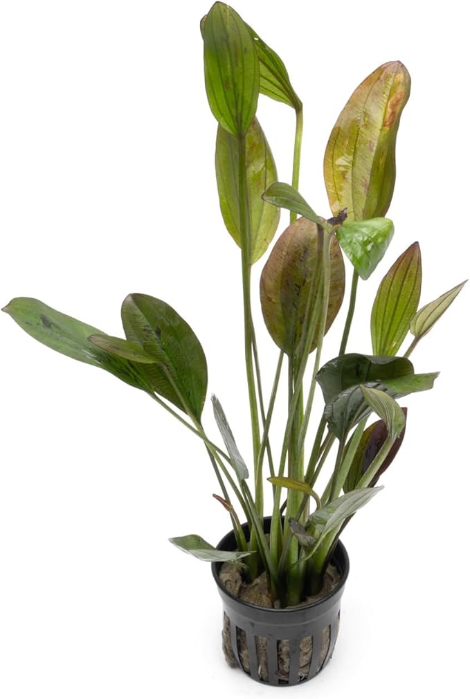 Echinodorus Ozelot Green Sword Live Plant for Freshwater Aquariums, Natural Fish Tank Decorations, and Aquatic Decor (1 Pot (2-3 Plants))-PurrikoPets