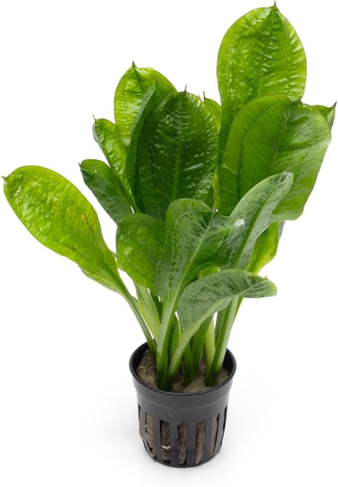 Echinodorus Parviflorus Rosette Sword Live Plant for Freshwater Aquariums, Natural Fish Tank Decorations, and Aquatic Decor (1 Pot (2-3 Plants))-PurrikoPets