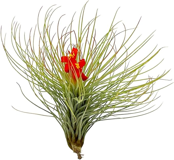 Air Plants - Tillandsia Andreana, Large 4-6" - 2ct - Live Arrival Gauranteed - House Plants for Home Decor & Gift-PurrikoPets