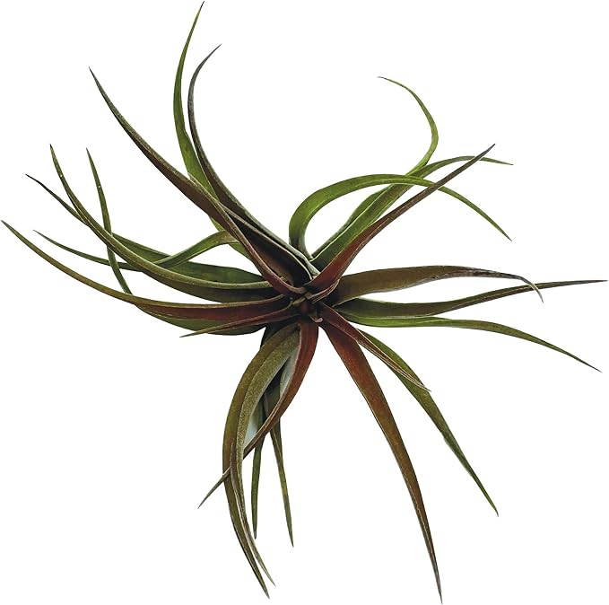 Air Plants - Tillandsia Brachycaulos Abdita, Large 4-6" - 2 ct - Live Arrival Guaranteed - House Plants for Home Decor & Gift-PurrikoPets