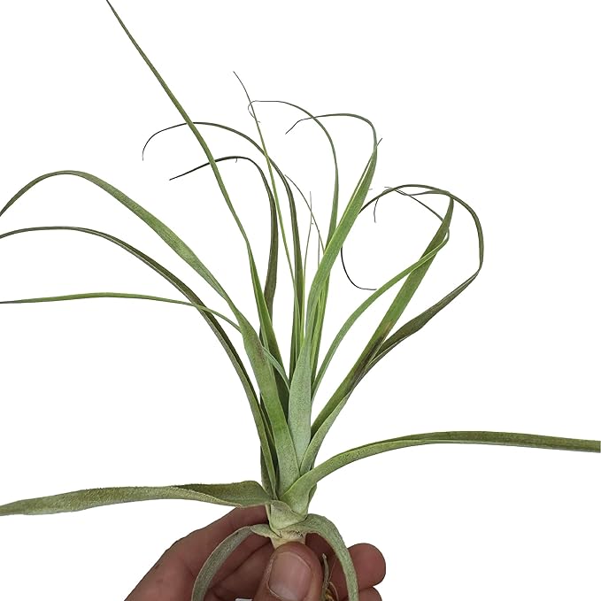 Air Plants - Tillandsia Straminea Jumbo 6-9" - 5ct - Live Arrival Guaranteed - House Plants for Home Decor & Gift-PurrikoPets