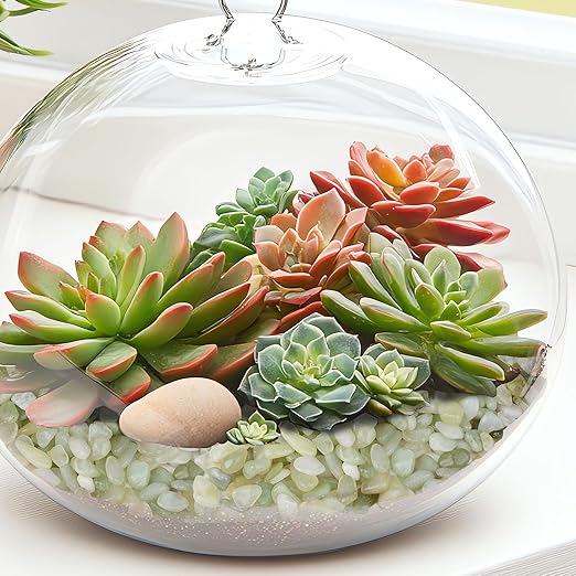 2.5 lbs Jade Pebbles for Indoor Plants, 1/5 Inch Succulent and Cactus Pebbles, Decorative Gravel for Vases, Bamboo,Terrarium, Crafts, Cactus-PurrikoPets