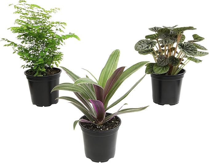 Essential Houseplant Collection (3PK) Live Plants Indoor Plants Live Houseplants in Plant Pots, Easy House Plants Indoors Live, Snake Plant, Pothos in Potting Soil, Clean Air Plants by Plants for Pets-PurrikoPets