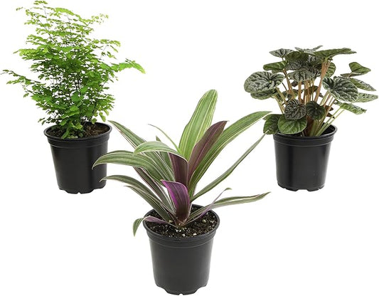 Essential Houseplant Collection (3PK) Live Plants Indoor Plants Live Houseplants in Plant Pots, Easy House Plants Indoors Live, Snake Plant, Pothos in Potting Soil, Clean Air Plants by Plants for Pets-PurrikoPets