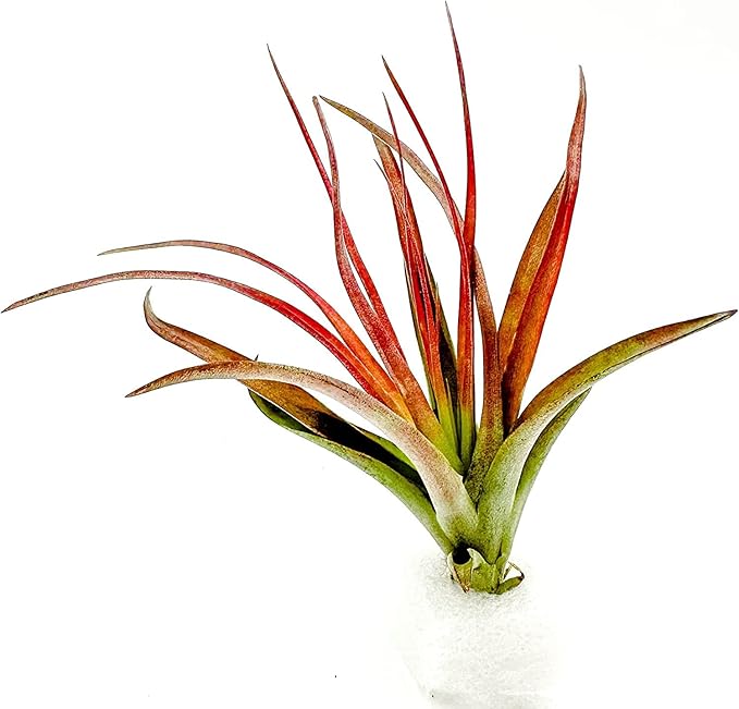 Air Plants - Tillandsia Brachycaulos Abdita, Large 4-6" - 5 ct - Live Arrival Guaranteed - House Plants for Home Decor & Gift-PurrikoPets