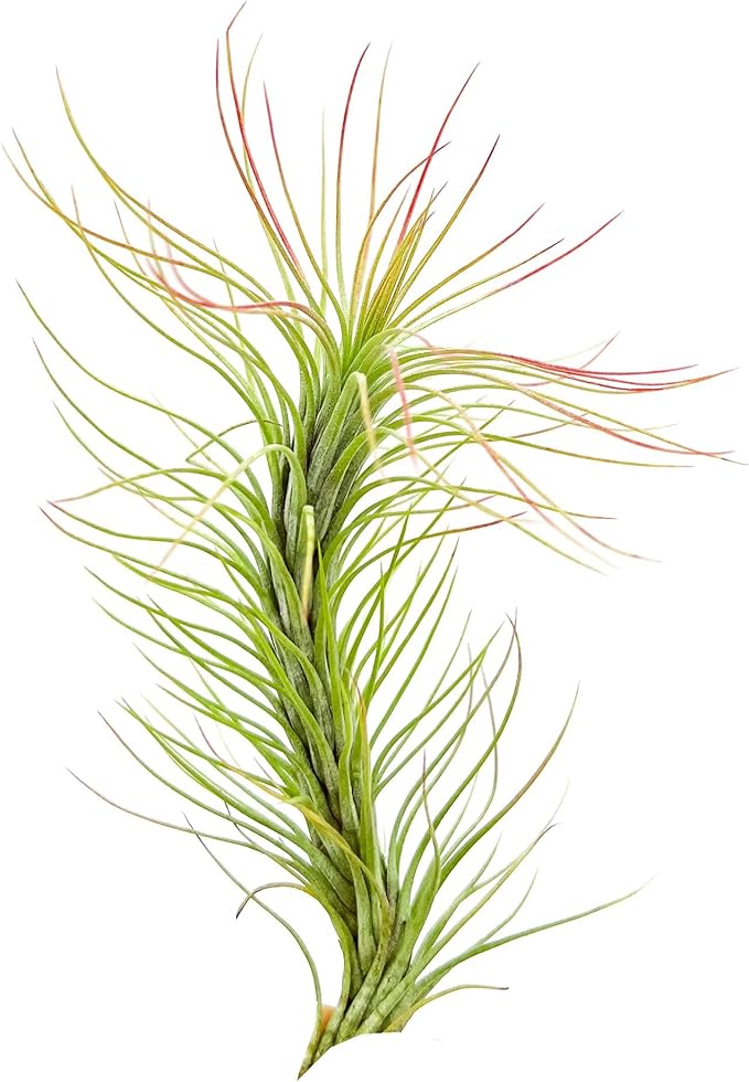 Air Plants - Tillandsia Funckiana, Large 5" - 1ct - Live Arrival Guaranteed - House Plants for Home Decor & Gift-PurrikoPets