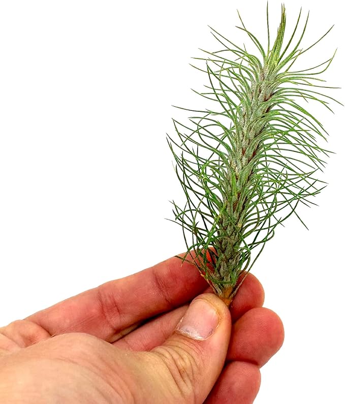 Air Plants - Colombian Tillandsia Funckiana, Large 5" - 2ct - Live Arrival Guaranteed - House Plants for Home Decor & Gift-PurrikoPets