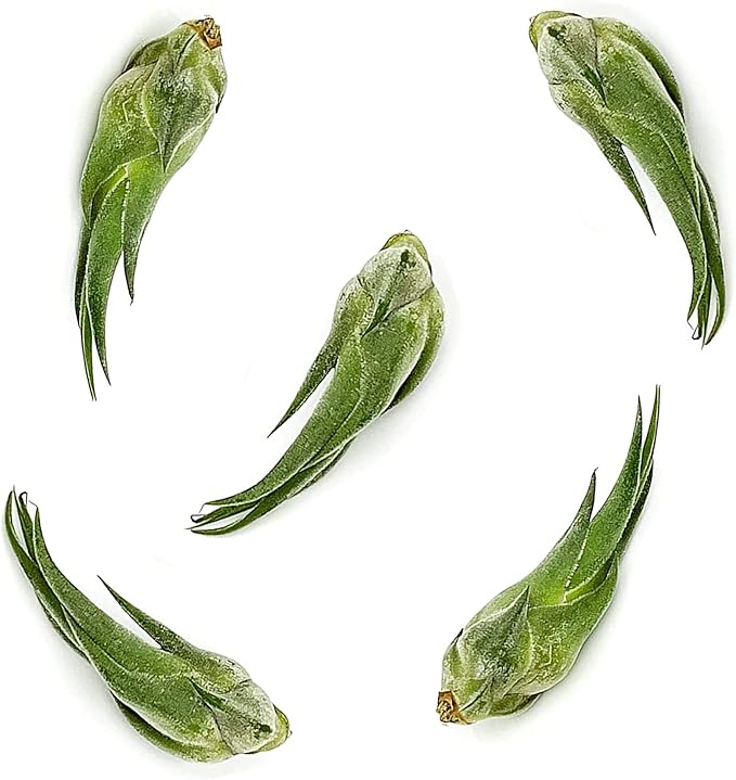 Air Plants - Tillandsia Seleriana, Large 4-6" - 5ct - Live Arrival Guaranteed - House Plants for Home Decor & Gift-PurrikoPets
