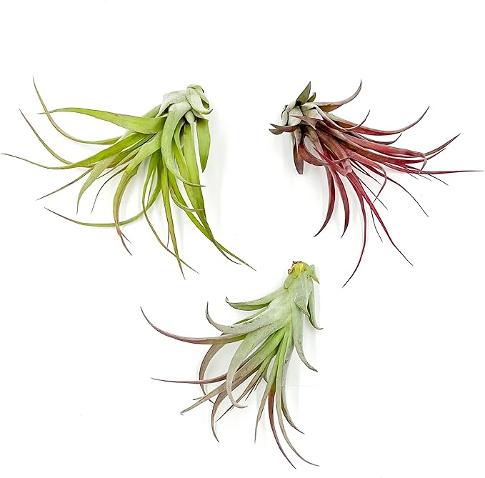 Air Plants - Tillandsia Brachycaulos Multiflora, Jumbo 5-7" - 3 ct - Live Arrival Guaranteed - House Plants for Home Decor & Gift-PurrikoPets