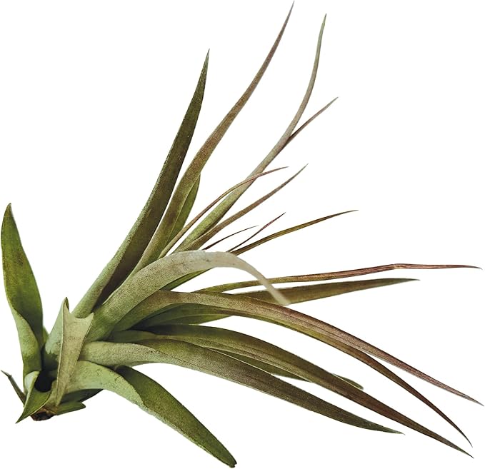 Air Plants - Tillandsia Brachycaulos Multiflora, Jumbo 5-7" - 1 ct - Live Arrival Guaranteed - House Plants for Home Decor & Gift-PurrikoPets