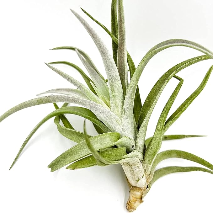 Air Plants - Tillandsia Cacticola, Jumbo 6-9" - 3ct - Live Arrival Guaranteed - House Plants for Home Decor & Gift-PurrikoPets