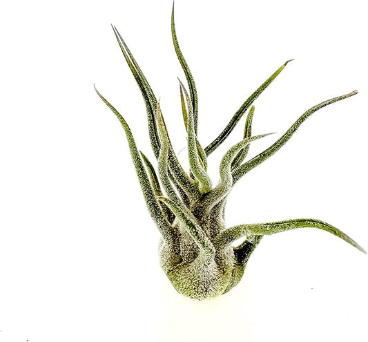 Air Plants - Tillandsia Pruinosa, Large 3-5" - 1ct - Live Arrival Guaranteed - House Plants for Home Decor & Gift-PurrikoPets
