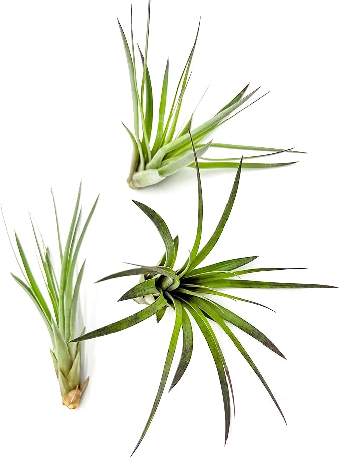Air Plants - Tillandsia Fasciculata Tricolor, Large 4-6" - 3ct - Live Arrival Guaranteed - House Plants for Home Decor & Gift-PurrikoPets