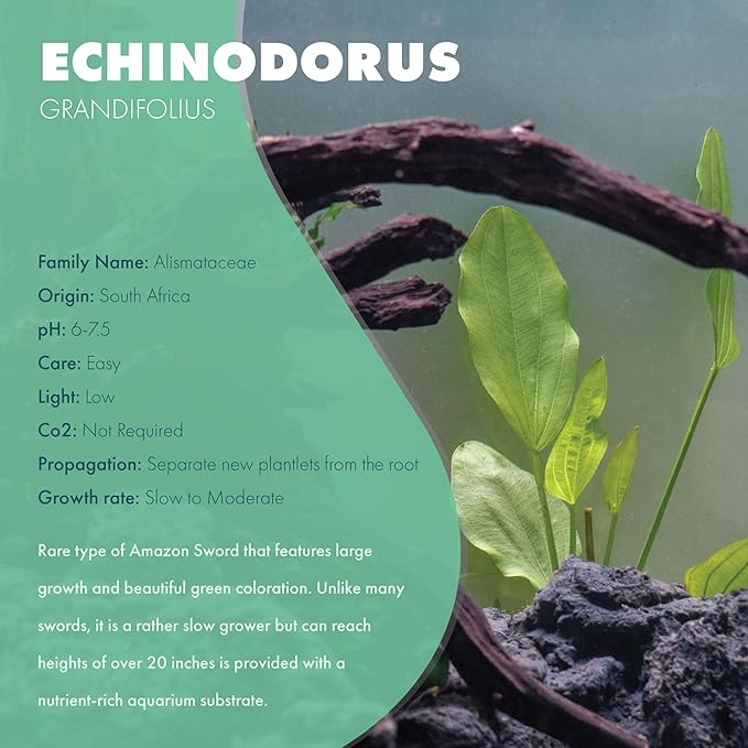 Echinodorus Grandifolius Sword Live Plant for Freshwater Aquariums, Natural Fish Tank Decorations, and Aquatic Decor (1 Pot (2-3 Plants))-PurrikoPets