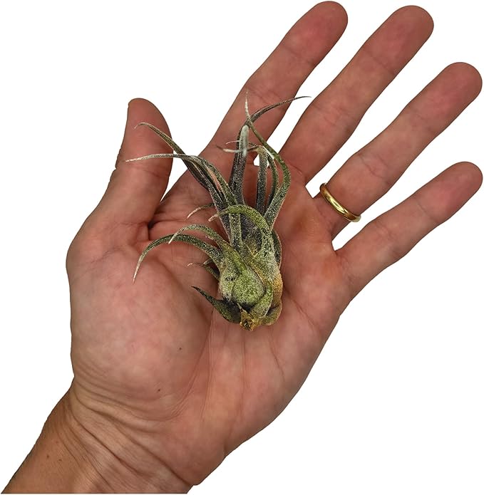 Air Plants - Tillandsia Pruinosa, Large 3-5" - 1ct - Live Arrival Guaranteed - House Plants for Home Decor & Gift-PurrikoPets