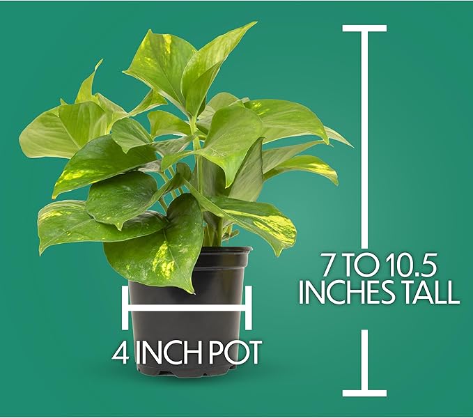 Essential Houseplant Collection (4PK) Live Plants Indoor Plants Live Houseplants in Plant Pots, Easy House Plants Indoors Live, Snake Plant, Pothos in Potting Soil, Clean Air Plants by Plants for Pets-PurrikoPets