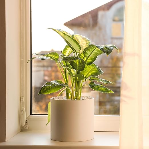 2.5 lbs Coarse Silica Sand for Indoor Plants, 1/5 Inch Natural Decorative Gravel for Vases, Aquariums, Terrarium, Fish Tank, Drainage Rocks for Potted Plants, Bamboo, Succulent, Crafts, Cactus-PurrikoPets