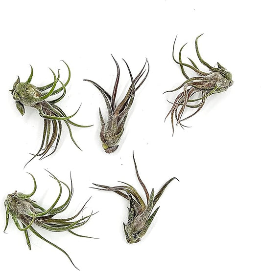 Air Plants - Tillandsia Pruinosa, Large 3-5" - 5ct - Live Arrival Guaranteed - House Plants for Home Decor & Gift-PurrikoPets