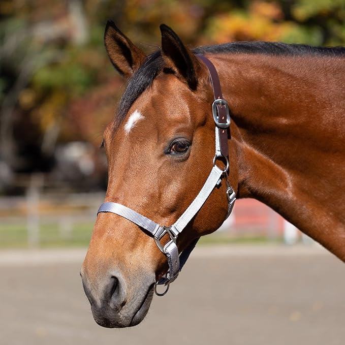 Equinavia Loki Adjustable Breakaway Horse Halter - Silver Sconce Gray - Warmblood-PurrikoPets