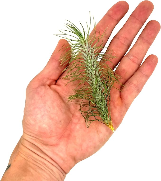 Air Plants - Colombian Tillandsia Funckiana, Large 5" - 2ct - Live Arrival Guaranteed - House Plants for Home Decor & Gift-PurrikoPets