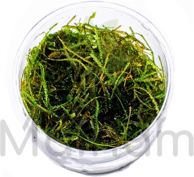 30+ Stems Package Starter Beginner Set Live Aquarium Plants Java Moss, Micro Sword, Rosette Amazon Sword, Anubias, Java Fern and More by Mainam-PurrikoPets