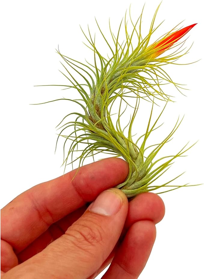 Air Plants - Tillandsia Funckiana Hybrid, Large 5-7" - 3ct - Live Arrival Guaranteed - House Plants for Home Decor & Gift-PurrikoPets