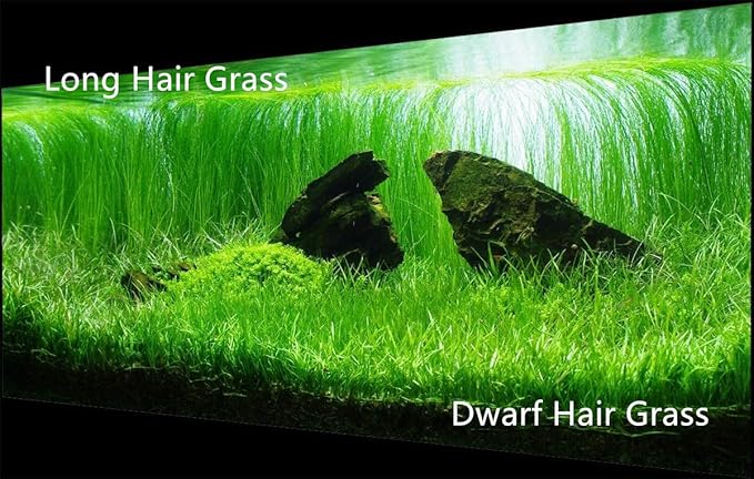 4 Pack Aquarium Plant S.e.e.ds, no Artificial Plastic Plant, Fish Tank Live Grass for All Substrate (0.36ozTiny+0.36oz Long+0.36oz Short+0.36oz Big Dual) ZQV-005-PurrikoPets