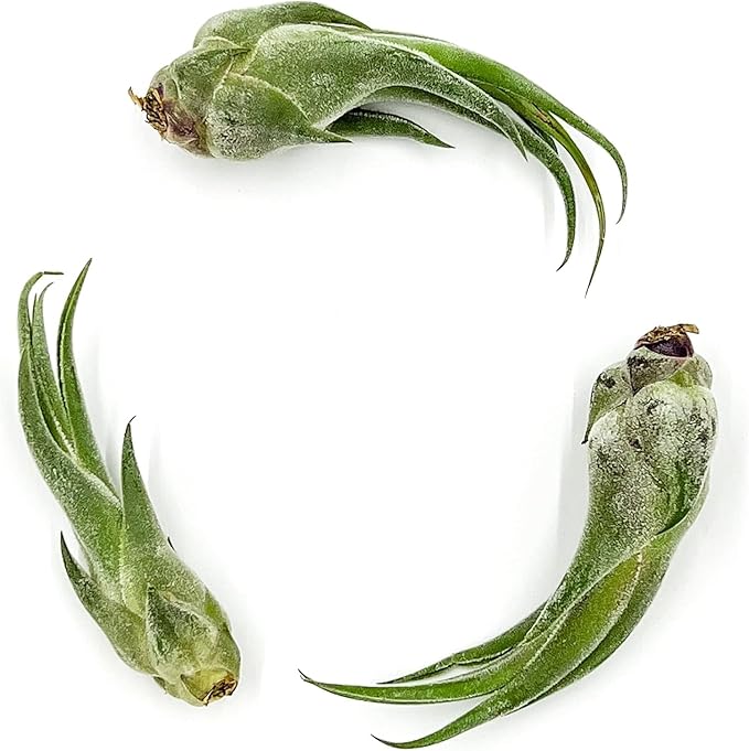 Air Plants - Tillandsia Seleriana, Large 4-6" - 1ct - Live Arrival Guaranteed - House Plants for Home Decor & Gift-PurrikoPets