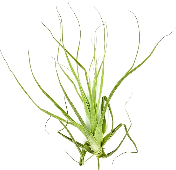 Air Plants - Tillandsia Straminea Jumbo 6-9" - 1ct - Live Arrival Guaranteed - House Plants for Home Decor & Gift-PurrikoPets