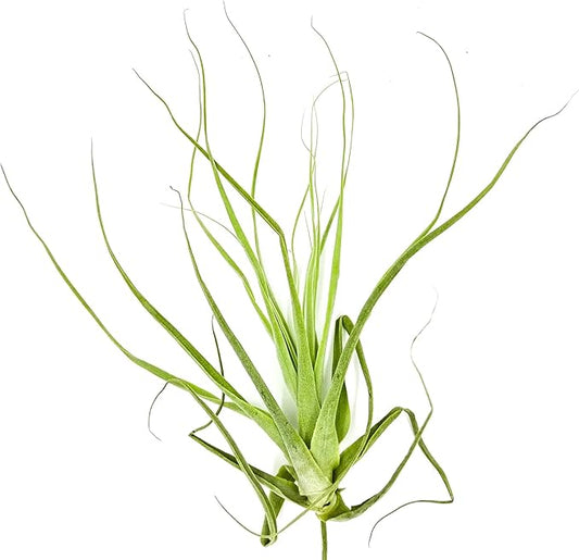 Air Plants - Tillandsia Straminea Jumbo 6-9" - 1ct - Live Arrival Guaranteed - House Plants for Home Decor & Gift-PurrikoPets