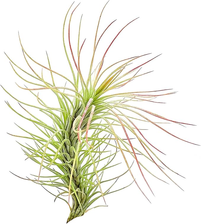 Air Plants - Tillandsia Funckiana, Large 5" - 3ct - Live Arrival Guaranteed - House Plants for Home Decor & Gift-PurrikoPets