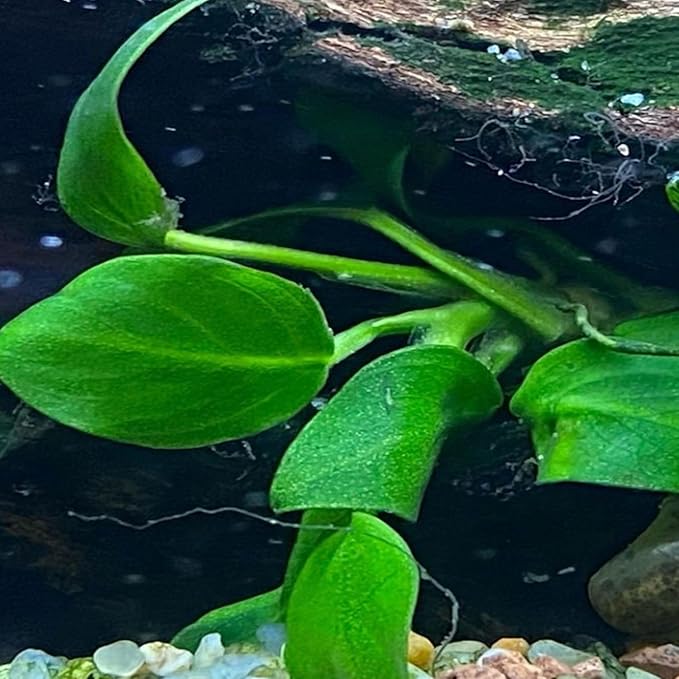 4X Anubias Nana Petite Potted Aquarium Live Plant for Fish Tank Decoration-PurrikoPets