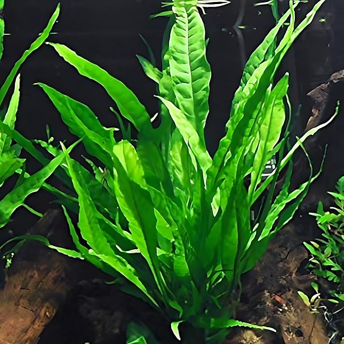 6 Species Aquarium Plants Package - Java Fern (Microsorum), Anubias (Anubias Barteri), Hornwort (Ceratophyllum demersum), Swords (Echinodorus), Moneywort (Bacopa), Cryptocoryne Green (Cryptocoryne)-PurrikoPets